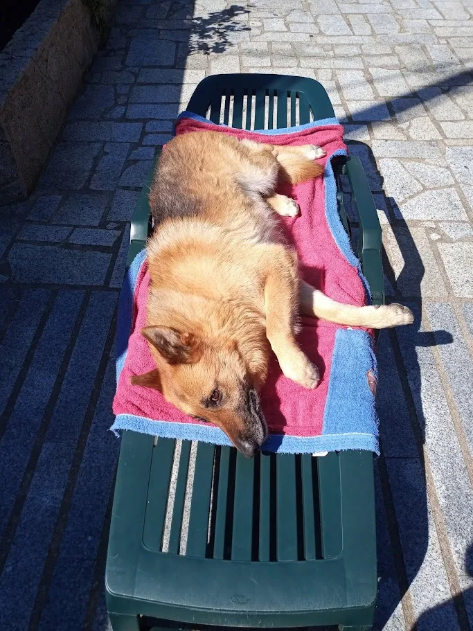 Perro descansando tranquilamente