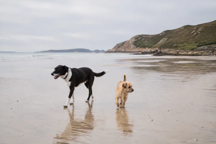 Dos perros paseando por una playa con la marea baja